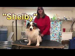 How I groom my Miniature Australian Shepherds the easy way