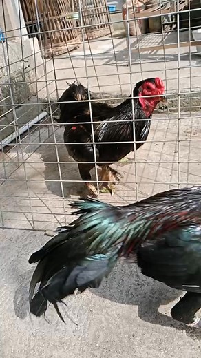 Bapak VS Anak Ayam tidak mengenal Ayah dan anak, yang mereka punya hanya insting untuk bertarung. #Community #Ayam #Pakhoy #Blackbull | Ono Niha Farmm I