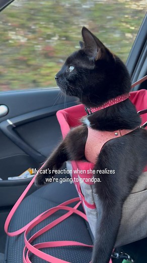 Lava loves to visit grandpa and when we get to a certain turn, she knows where we’re going and she gets so excited😸 Shop cozy Lava sweaters, t-shirts, shorts and much more: 👉 https://meowdysseyoflava.dashery.com Get 10% off your first order of harnesses, collars and leashes: 👉 Supakit.co/love_from_lava #vanlifeeurope #adventurecat #adventurecats #catexplorers #catexplorer #catexploring #blackcat #blackcats #blackcatsofinstagram #blackcatsrock #blackcatsmatter #blackcatlove #blackcatsaregoodlu