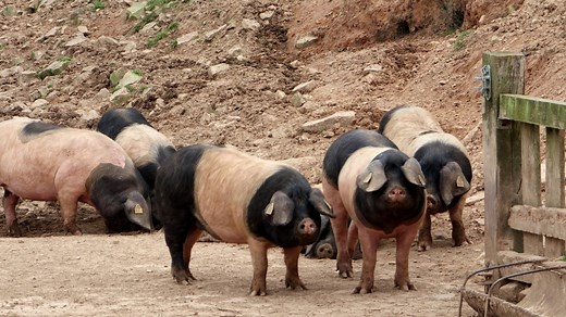 À Urrugne, rencontre avec Ramuntxo Ibarburu éleveur de porcs Kintoa, cette race emblématique du Pays basque. | ici Pays Basque