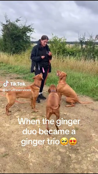 Scruffs Services on TikTok