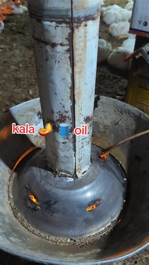 Discover Poultry Farming Business Insights