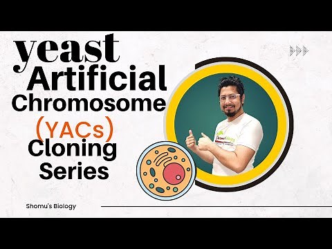Yeast artificial chromosomes | YAC vector