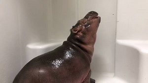1.1M views · 20K reactions | SHOWER TIME: The zoo says Fiona walked into one of its shower rooms while exploring and just stood there. Since hippos like to be wet, her caregiver turned on the water and Fiona played until she eventually took a nap. This may be the cutest video yet.  ❤️ | WCPO 9 | Facebook
