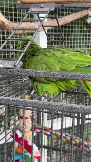 12K views · 628 reactions | Uh oh, looks like Baby the Cockatoo has some opera singing competition.  "Stanley" the Amazon   He cracks himself up  | Palm Beach Parrot & Bird Rescue/Sanctuary Of South Florida | Facebook