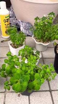 1鉢が2年で….。木質化進行、脇芽増殖からの3回目の植え替え #shorts #アロマティカス#多肉植物 #増やし方 #検証 #gardening