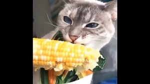 Snack time :-) | It's Kitty Cat Time