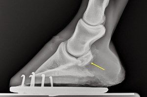 Síndrome do Navicular - Sinais Clínicos e Tratamento | Blog Equinovet