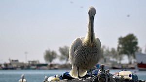 Pelican, Bird, Feathers. Free Stock Video