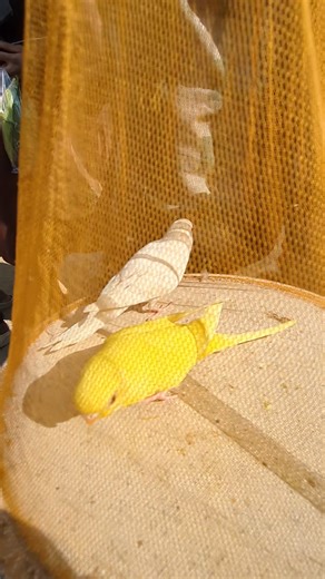 #birdsmarket #vlog #viral #ytshorts #youtubeshorts #animals #yt