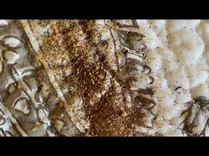 🏡 Traitement du bois à La Motte, VAR : Vrillettes, Capricornes, Expertise en insectes xylophages