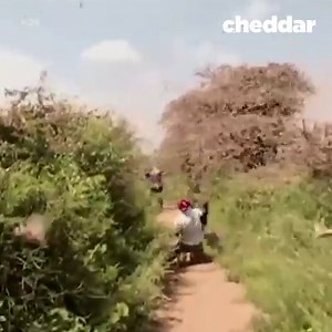 Locusts are destroying crops across Eastern Africa. | cheddar news