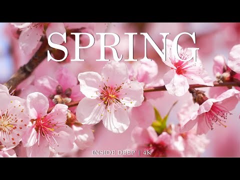 Spring Flower 4K - Amazing Colors of Spring Flowers and Fall Leaves