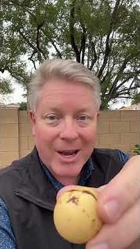 How to grow your own avocado tree! 🥑 #avocado #growing #gardening #growtips #tree