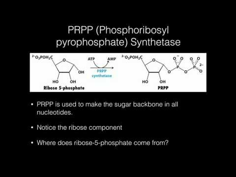 PRPP Synthetase Function