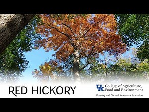 Tree of the Week: Red Hickory
