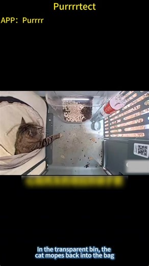 Street Buffet Etiquette for Cats and Birds