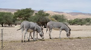 Somali wild donkey (Equus africanus) in nature reserve of the Middle East. This species is extremely rare both in nature and in captivity