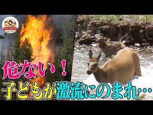 山火事＆豪雪でイエローストーンの動物たちが次々倒れる極限映像！エルクの子どもは激流にのまれて行方不明に【どうぶつ奇想天外／WAKUWAKU】