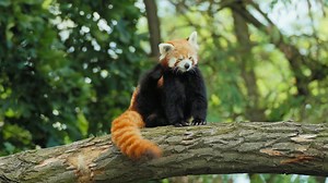 Panda roux : au plus près du panda originel, aujourd'hui en voie de disparition