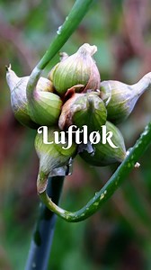 Luftløk er en av mine favorittvekster i kjøkkenhagen 💚 Luftløk er en flerårig løk som kommer igjen år etter år og danner først en type vårløk på våren, kanskje allerede i mars/april om våren er mild. Mye tidligere enn dersom du sår vårløk. Senere danner den litt større løker, som minner litt om sjalottløk. Så setter den en toppløk, som danner små løker i toppen av planten. På engelsk kalles denne også runners onion, fordi den legger seg ned på bakken, slår rot og på den måten løper den liksom b