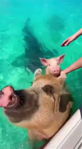 🐷 SCARY! Shark Eats Swimming Pig! 🏝️ مرعب! قرش يلتهم خنزيراً يسبح!