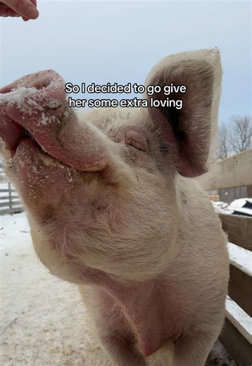 Petunia the Special Rescue Pig: A Heartwarming Story
