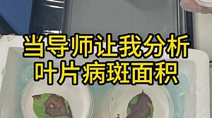 【科研神器】低效率再见！分析叶片病斑面积PhenoAI分析系统实测 | 研究生效率翻倍指南