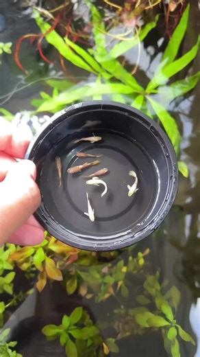 Easiest Balcony Pond Setup for Beginners
