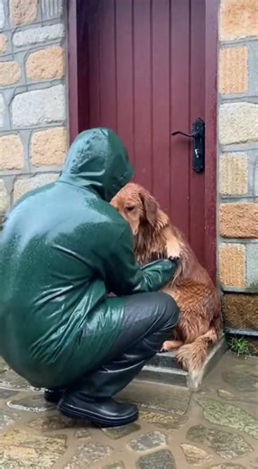 Injured Dog Rescued in Heavy Rain | Heartwarming Street Rescue