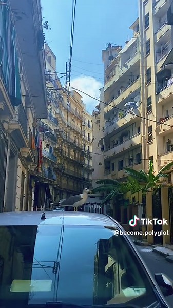 Become polyglot sur TikTok