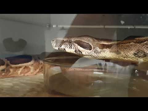 BOA POOP ^^, A natural occurrence !