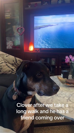 Counting Squirrels: Funny Dog Walk Math with Clover