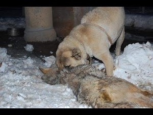 #ALABAI VS #WOLF MOVIE VIDEO