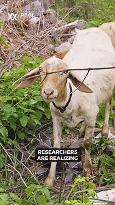 233K views · 6.1K reactions | The Crazy Things That Happens to Frogs After Nuclear Disaster  | Real Science | Facebook