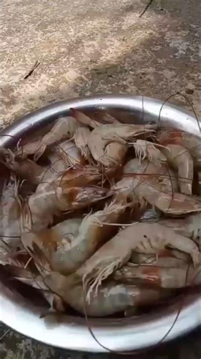 Best PRAWN CURRY recipe l how to make prawn curry I prawn recipe l Chingudi tirkari l odia food vlog