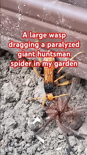 Large spider wasp dragging a paralyzed huntsman spider in my garden #Spider #wasp #huntsmanspider