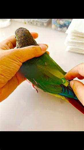 The story of this Parrot will shock you #viral #parrot