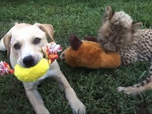 Amitié surprenante entre un Labrador et un guépard (vidéo)