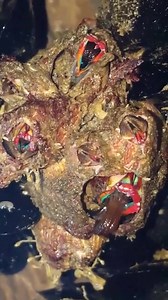 67K views · 206 reactions | Alien looking barnacle from Hueneme Pier many years ago. Don't think proper colors eithers...hissing at us also #alien #alienbarnacle #huenemepier #crazybarnacle #everyone #followers #crabbing #fishing #ripleys | AV News Crew Page | Facebook