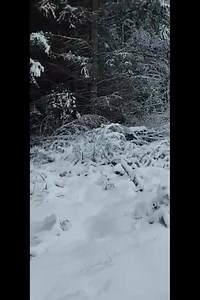 36 reactions | SPOT THE STOAT 懶 ️‍♀️ We love to see them in their...