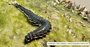 What's washing ashore? This dangerous marine worm can leave your skin on fire