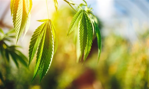 The meaning and origin of 4/20, the biggest cannabis holiday of the year