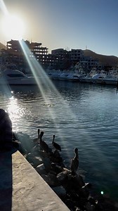 Marina de Cabo San Lucas 🌴✨ | Discovering CABO
