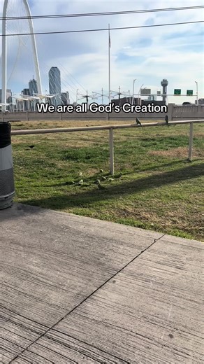 Wow Guys this was so beautiful to see while I was about to be interviewed. It reminded me that we are all under God’s sovereignty! Even animals migrate for survival and protection. This speaks volume because they are native to South America but have travelled all the way to U.S seeking a better life. Isn’t that beautiful? God is Good. #parakeet #dallastx #jesusisking👑 #fypシ #migration