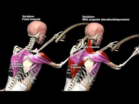 Battling Ropes Muscles Worked