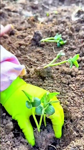 Gardening Work with Green Gloves