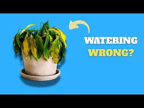 Overwatering vs Underwatering: How to Tell the Difference