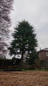 189K views · 1K reactions | Tuesday Timelapse!! Oh it's satisfying... Cedar removal with Charterhouse Tree Care #timelapse #treework #arborist #Arboriculture #honeybros | Honey Brothers Ltd - Arboricultural Equipment Specialists | Facebook