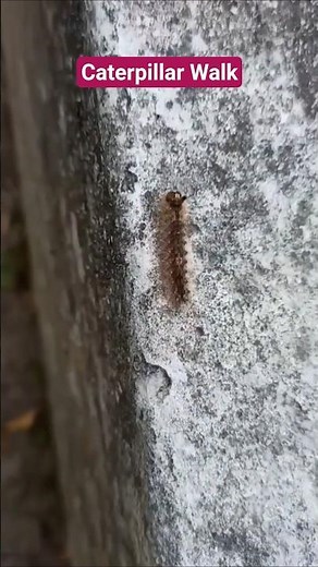 Caterpillar Walk. #caterpillar #walking #lepidoptera #larva